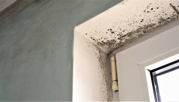 Best Environmental Consulting for Mold Prevention  in Spring Lake, MI