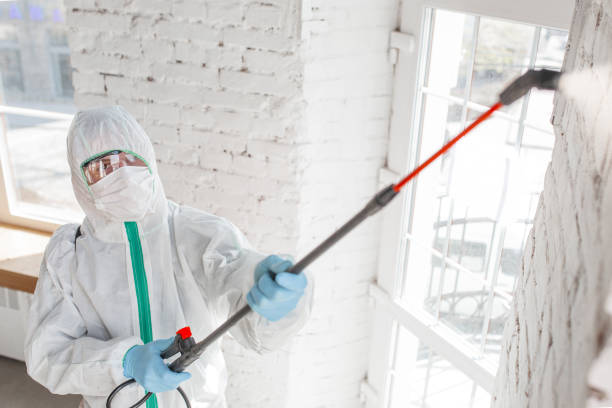 Reliable Spring Lake, MI Mold Removal Solutions