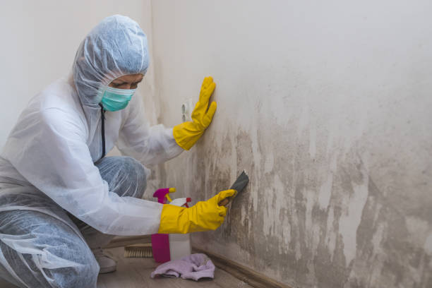 Best Dehumidification Services  in Spring Lake, MI