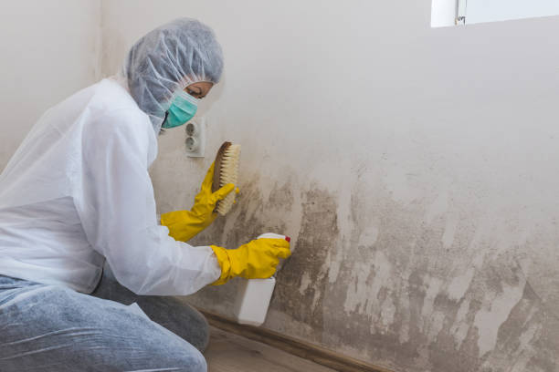 Best Comprehensive Air Testing for Mold Contaminants  in Spring Lake, MI