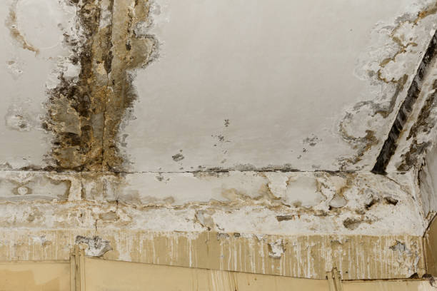 Best Black Mold Removal  in Spring Lake, MI