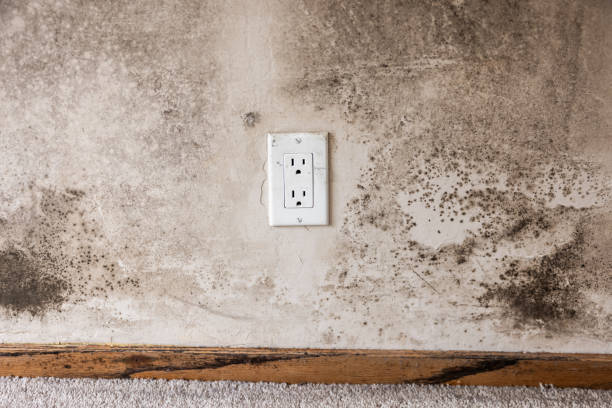 Best Post-Remediation Verification Testing  in Spring Lake, MI